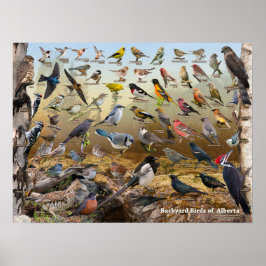 Bakyard Birds of Alberta Poster