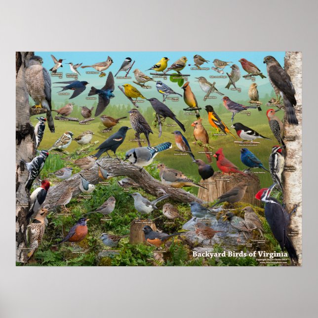 Bakyard Birds of Virginia Poster (Framsidan)