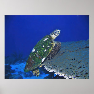 Balanced Turtle Poster