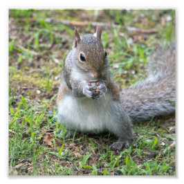 Balancing Act the squirrel and Seed Fototryck