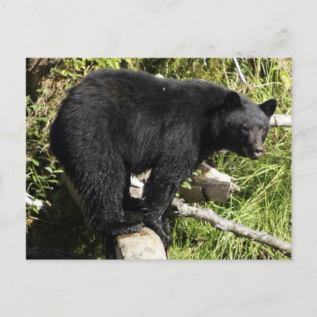 "Balancing Act", vykort för Black Bear Wildlife (Framsida)