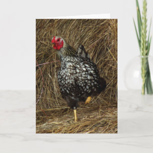 "Balancing" - Barnyard Chicken på ena foten på Hay Kort