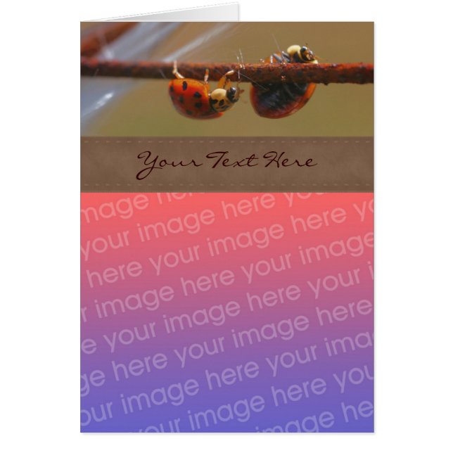 Balancing Ladybugs Natature your Photo Hälsningskort (Framsidan)