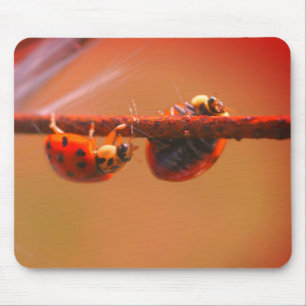 Balancing Ladybugs Nature Musmatta