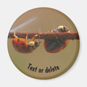 Balancing Ladybugs Nature Personlig Magnet