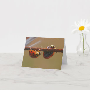 Balancing Ladybugs Naturfoto Anteckning Kort