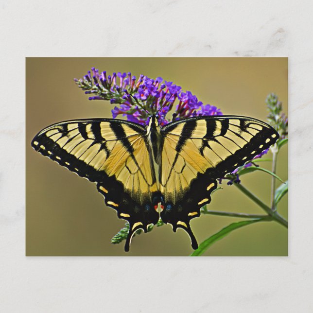 balans vykort (Framsida)