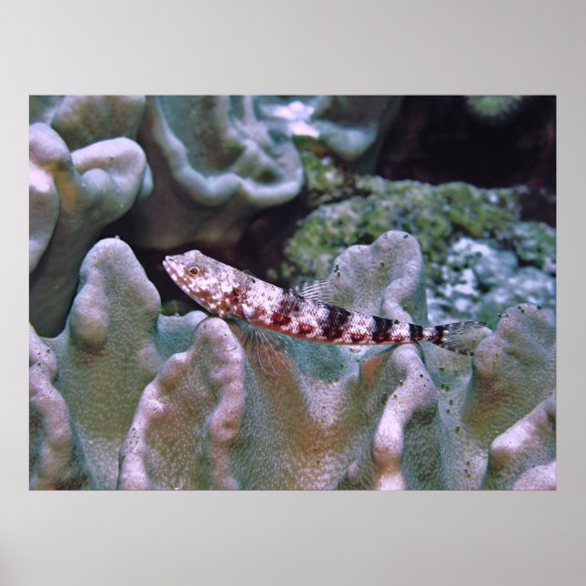 Balanserad lizardfisk poster (Framsidan)