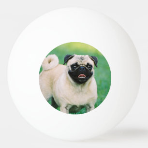 Balanserad mops pingisboll