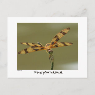 Balanserat Dragonfly-vykort Vykort