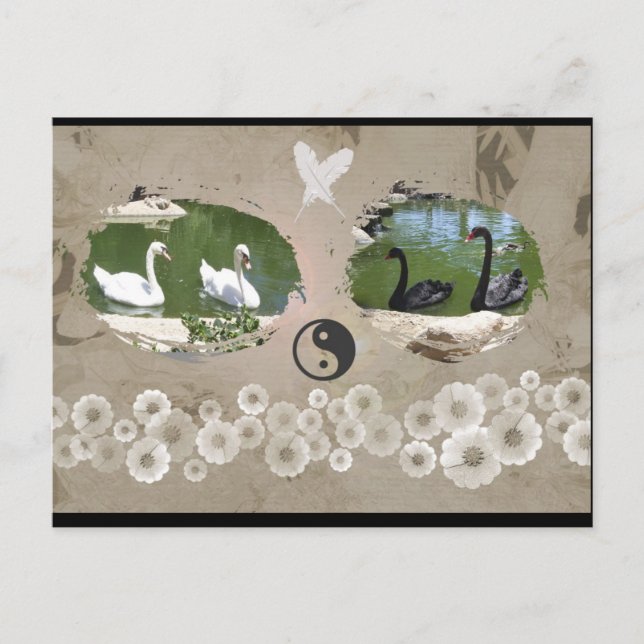 Balansvykort för svan vykort (Framsida)