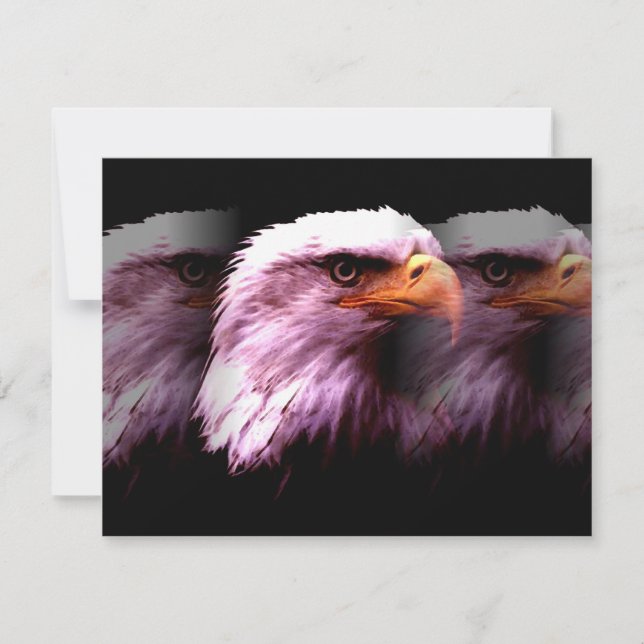 Bald American Eagle (Framsida)