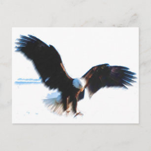 Bald American Eagle Landing Vykort