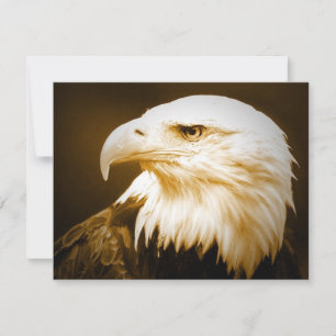 Bald American Eagle Öga