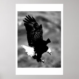 Bald American Eagle Poster Poster för utskrift av