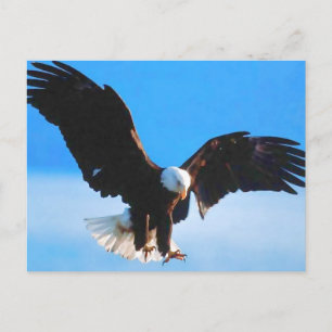 Bald American Eagle Vykort
