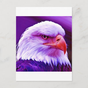 Bald American Eagle Vykort