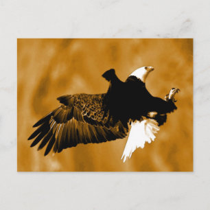 Bald American Eagle Vykort