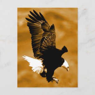 Bald American Eagle Vykort