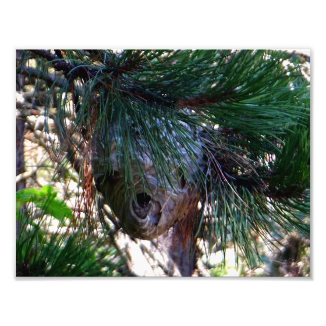 Bald Ansikte Hornets Nest Fototryck (Framsidan)