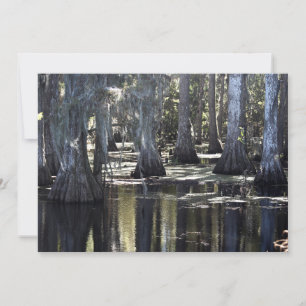 Bald Cypress Anteckningskort