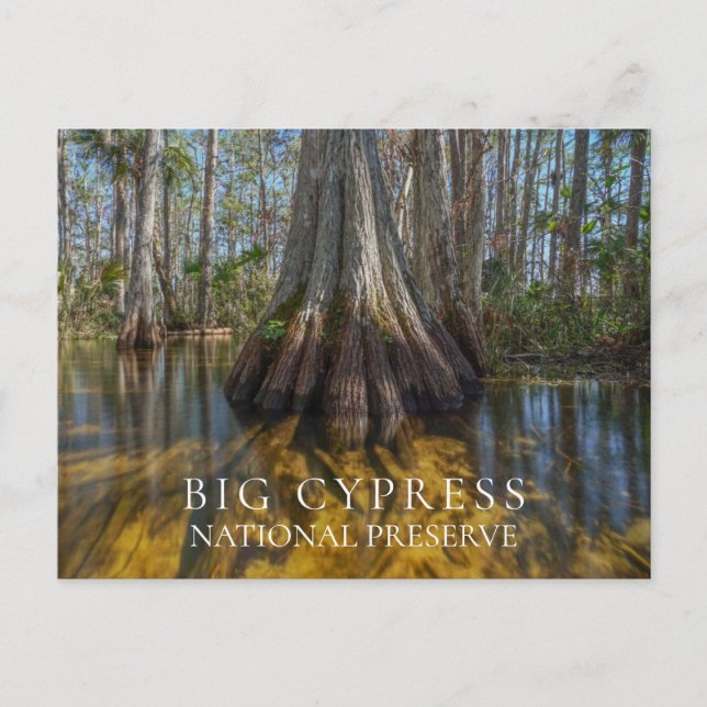 Bald Cypress at Big Cypress National Preserve, FL Vykort (Framsida)