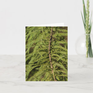 Bald Cypress Gren Kort