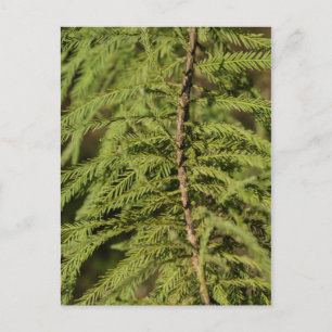 Bald Cypress Gren Vykort
