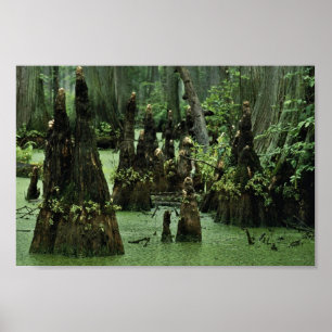 Bald cypress-knän stigning från träsk vatten poster