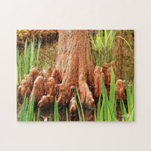 Bald Cypress Knees Pussel