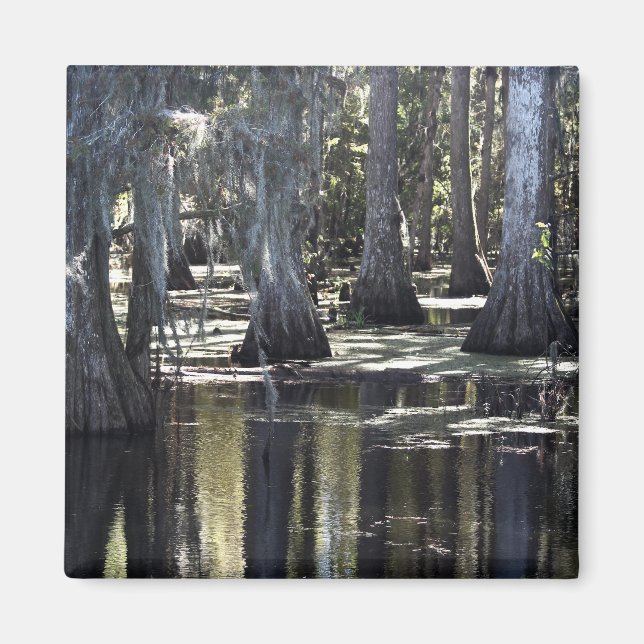 Bald Cypress Magnet (Framsidan)