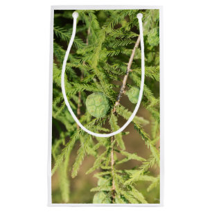 Bald Cypress Seed Cone