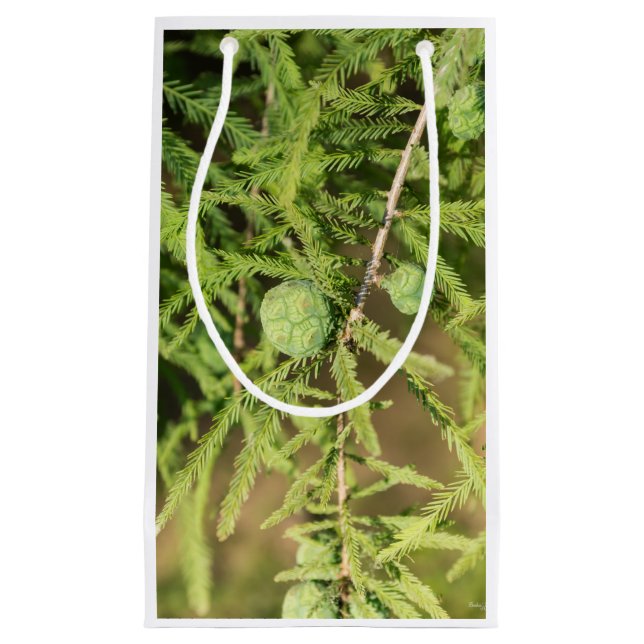 Bald Cypress Seed Cone (Framsidan)