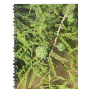 Bald Cypress Seed Cone Anteckningsbok Med Spiral