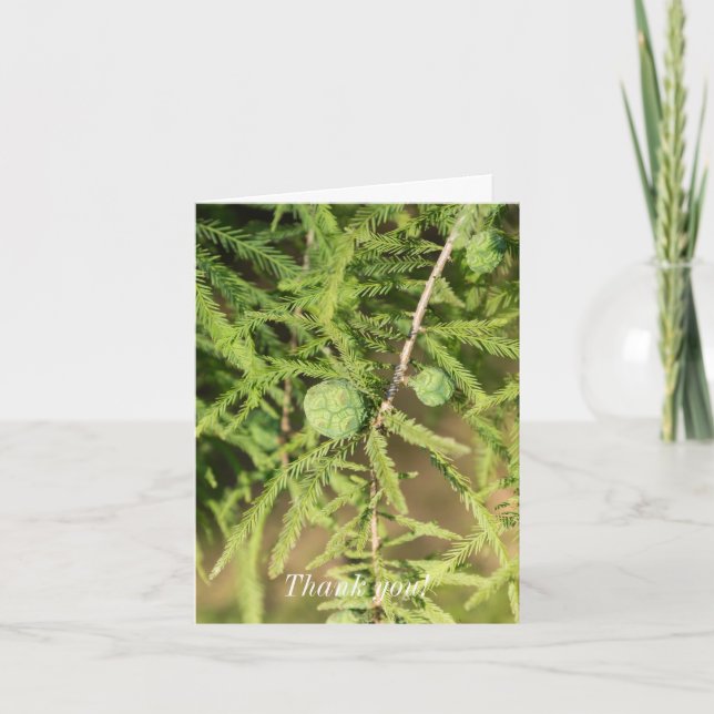 Bald Cypress Seed Cone Tack Kort (Framsida)