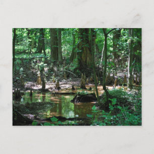Bald Cypress Swamp-vykort Vykort