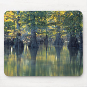 Bald Cypress Träd Horseshoe Sjö Illinois Musmatta