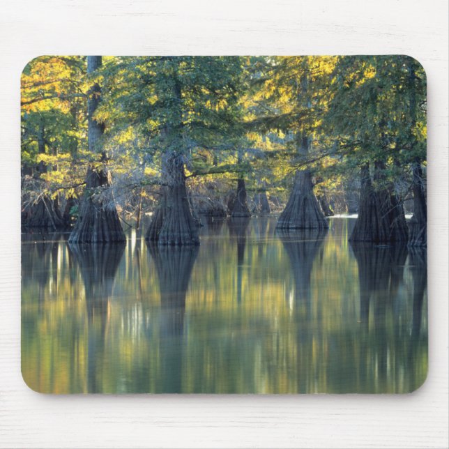 Bald Cypress Träd | Horseshoe Sjö Illinois Musmatta (Framsidan)