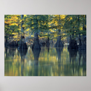 Bald Cypress Träd Horseshoe Sjö Illinois Poster