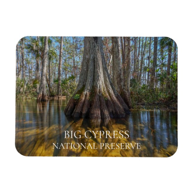 Bald Cypress Träd i Swamp, Big Cypress Preserve Magnet (Horisontell)