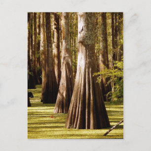 Bald Cypress Träd med trycktrunkar Vykort