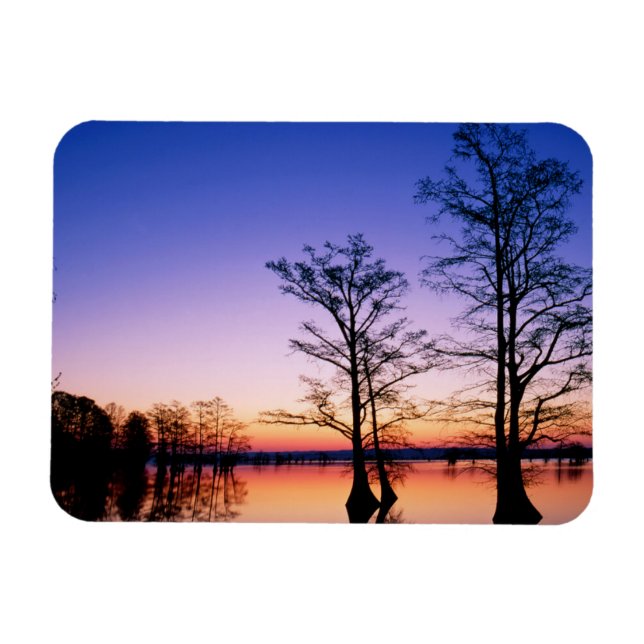 Bald Cypress Träd | National Wildlife Refuge, TN Magnet (Horisontell)
