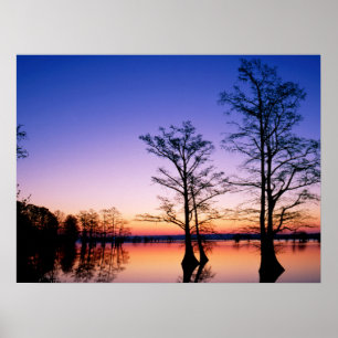 Bald Cypress Träd   National Wildlife Refuge, TN Poster