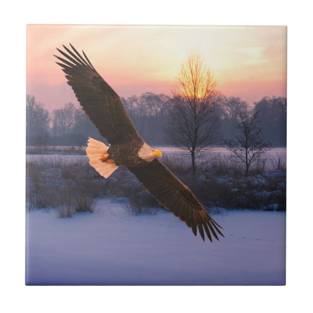 BALD EAGLE CERAMIC TILE KAKELPLATTA (Framsidan)