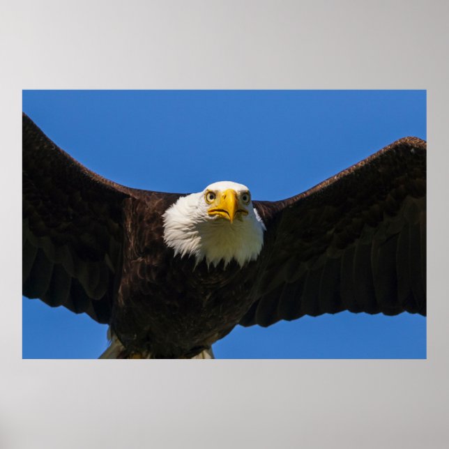 Bald Eagle Flyby Up Close Poster (Framsidan)