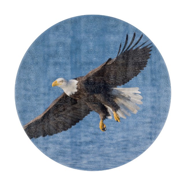 Bald eagle in flight (Framsidan)