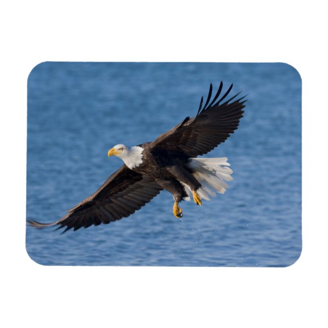 Bald eagle in flight magnet (Horisontell)