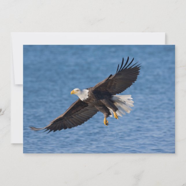 Bald eagle in flight tack kort (Framsida)