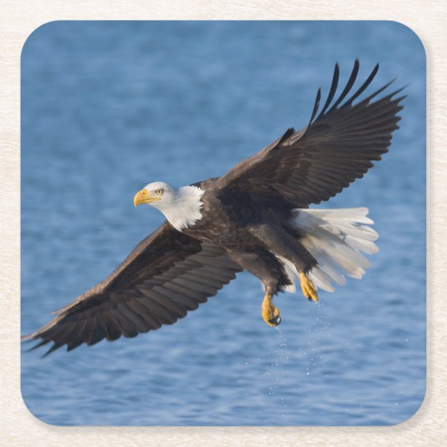 Bald eagle in flight underlägg papper kvadrat (Framsidan)
