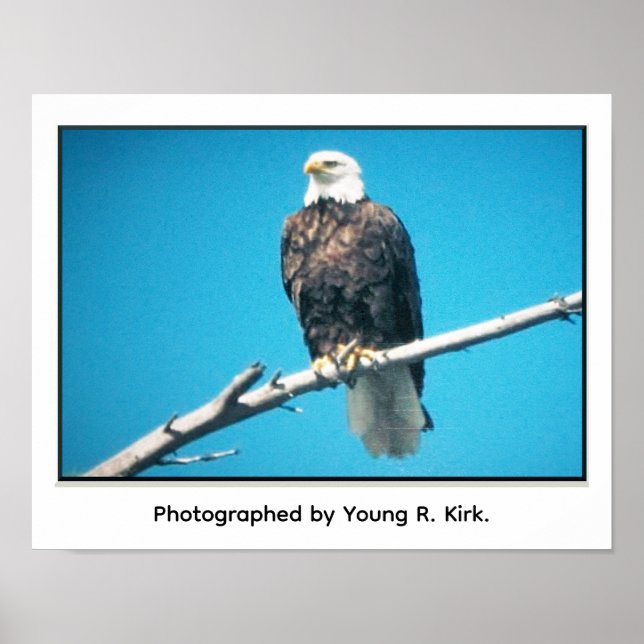 Bald Eagle Poster (Framsidan)